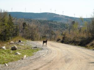 Wildlife at the base of the Kibby Mountain wind turbine project.